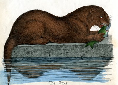 Antique Print of an Otter by American School