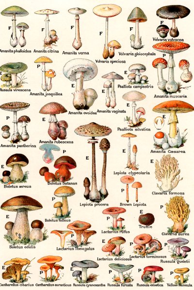 Edible and Poisonous Mushrooms by American School