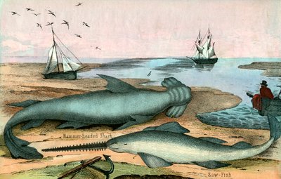 Hammerhead Shark and Sawfish by American School
