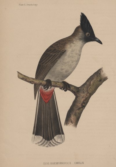 Ixos Haemorrhous (Gmelin) by American School