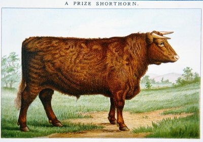 Prize Shorthorn Bull by American School