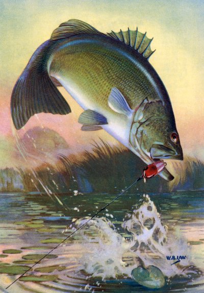 Sport Fishing: Leaping Largemouth Bass by American School