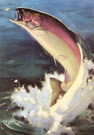 Sport Fishing: Leaping Rainbow Trout by American School