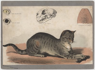 The Cat by American School