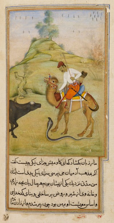 The Camel Rider, illustration from 