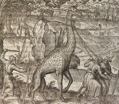 Giraffe, engraving from Cosmographie Universelle by Andre Thevet