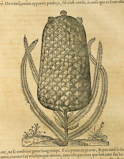 Pineapple (Ananas comosus), engraving by Andre Thevet by Andre Thevet