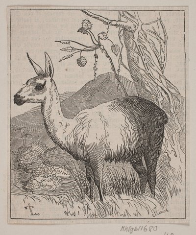 A Llama by Andreas Flinch