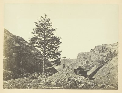Thousand Mile Tree, Wilhelmina