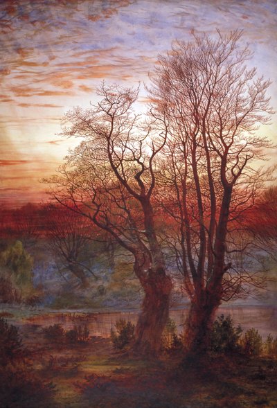 Burnham Beeches by Andrew MacCallum