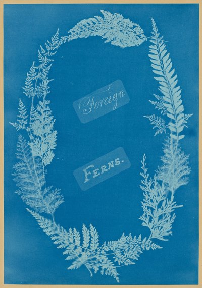 Foreign Ferns by Anna Atkins