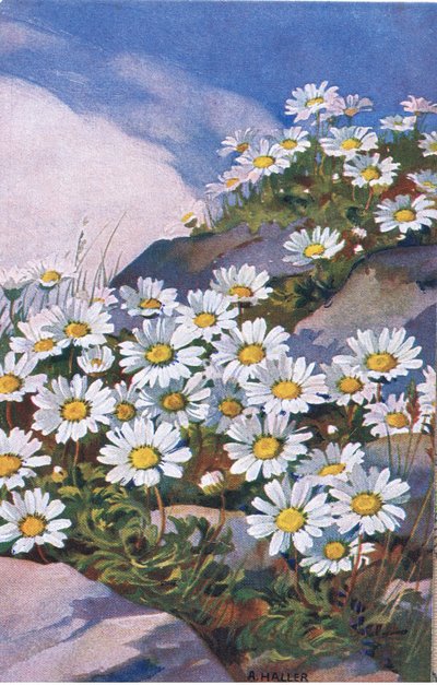 Daisies, Postcard, 1940s by Anna Haller