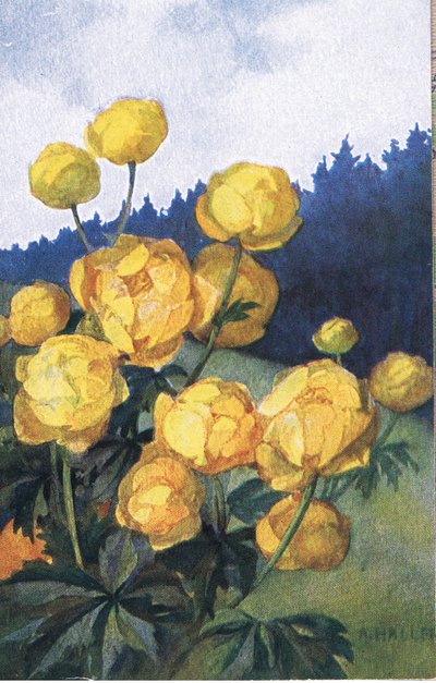 Yellow Flower, Postcard, 1940s by Anna Haller