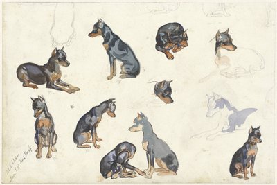 Studies of a Dog by Anna Maria Kruijff