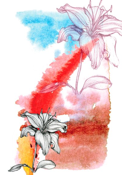 Lily by Anna Platts