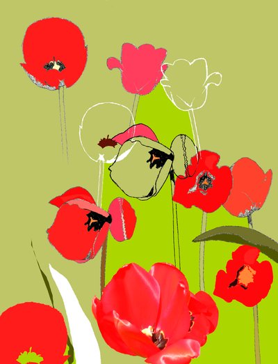 Tulip by Anna Platts