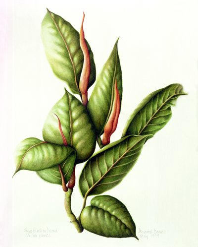 Rubber Plant, 1999 by Annabel Barrett