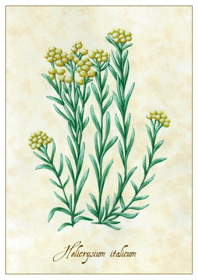 Helicrysium Italicum by Annalisa Morrocco