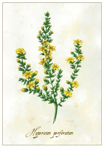 Hypericum perforatum, 2015 by Annalisa Morrocco