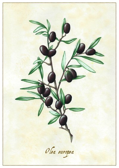 Olea Europea by Annalisa Morrocco