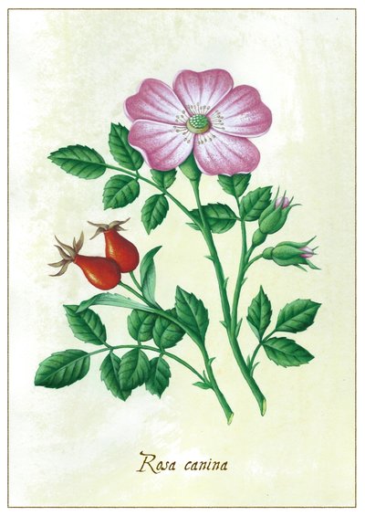Rosa canina by Annalisa Morrocco