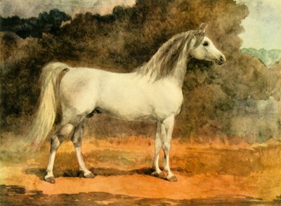 A Famous Arabian Stallion by Anne Blunt