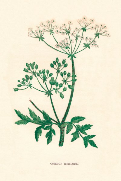 Common Hemlock, c1891 by Anne Pratt