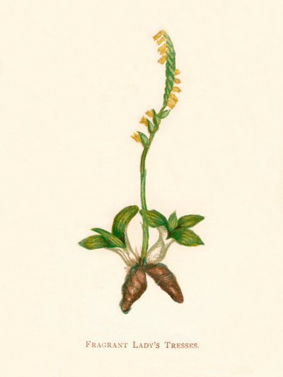 Fragrant Ladys Tresses by Anne Pratt