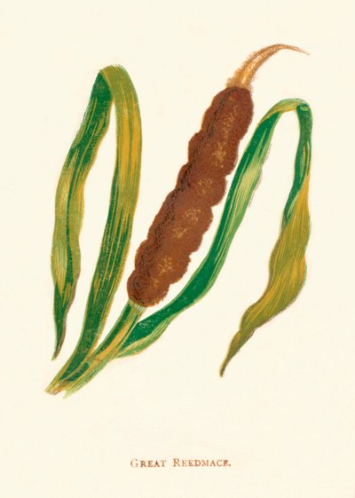 Great Reedmace by Anne Pratt