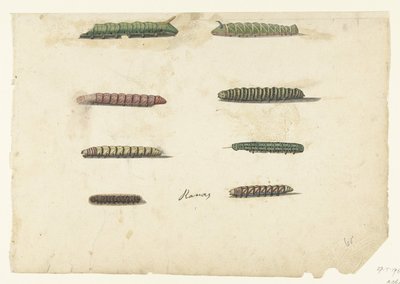 Eight Caterpillars (Lombard Album) by Anonymous