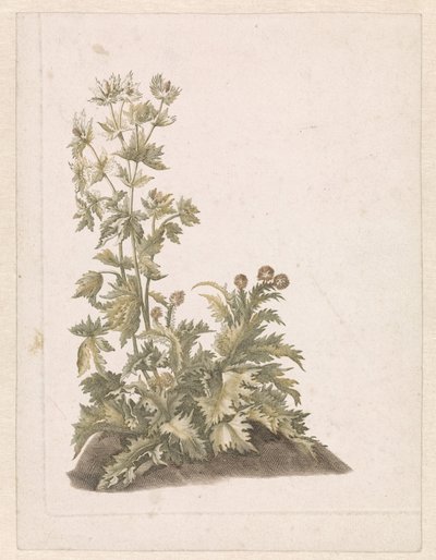 Blooming Thistles by Anonymous