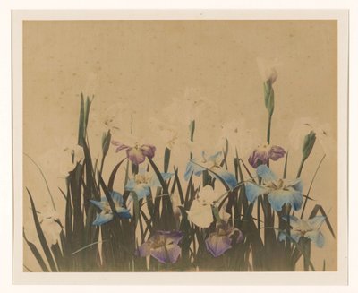 Flower Still Life with Irises by Anonymous