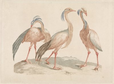 Three Demoiselle Cranes by Anonymous