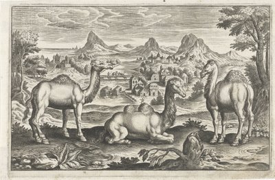 Dromedaries and a Camel (Four-Legged Animals) by Anonymous