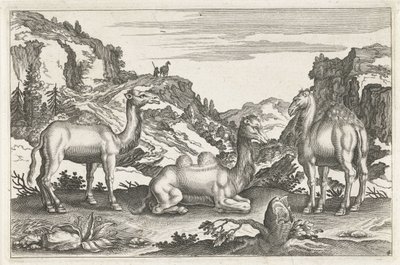 Dromedaries and a Camel by Anonymous