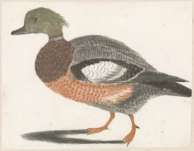 Duck to the Left by Anonymous