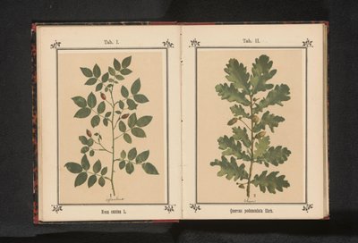 Oak Branch by Anonymous
