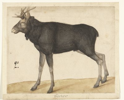 Elk by Anonymous