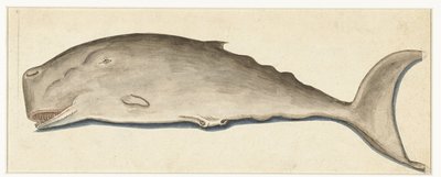 Great Sperm Whale by Anonymous
