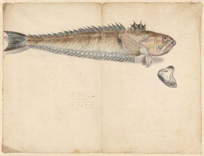 Greater Weever (Trachinus Draco) by Anonymous