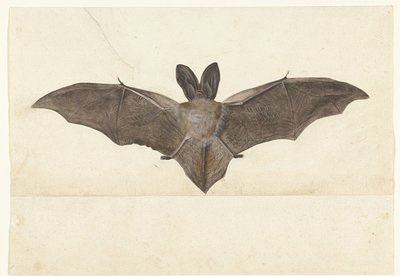 Greater Mouse-Eared Bat (Lombard Album) by Anonymous