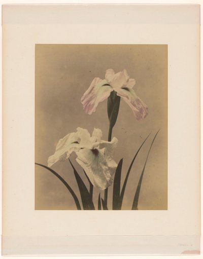 Irises by Anonymous
