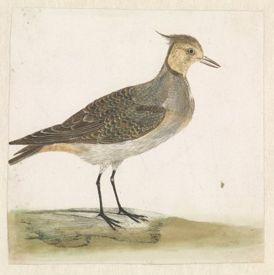 Lapwing by Anonymous