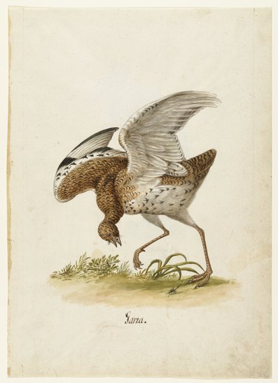 Little Bustard (Lombard Album) by Anonymous