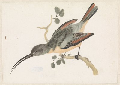 Hummingbird on a Branch Facing Left by Anonymous