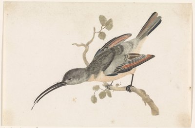 Hummingbird on a Branch to the Left by Anonymous
