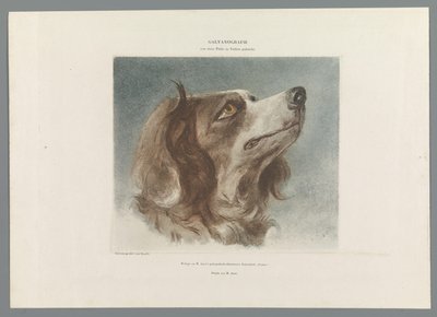 Head of a Dog by Anonymous