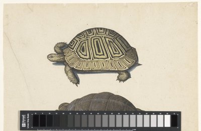 Tortoise by Anonymous