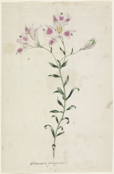 Lily (Alstroemeria Pelegrina) by Anonymous