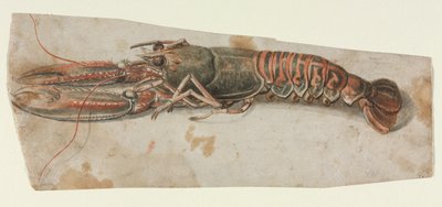 Lobster by Anonymous